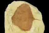 Bargain, Fossil Leaf (Zizyphoides) - Montana #143771-1